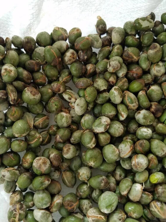 Curry Leaves Seeds Curry Leaf Kadi Patta Murraya Seeds