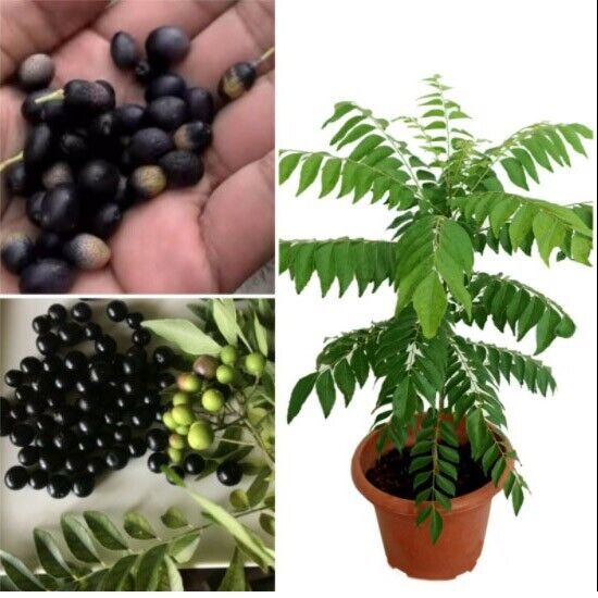 Curry Leaves Seeds Curry Leaf Kadi Patta Murraya Seeds