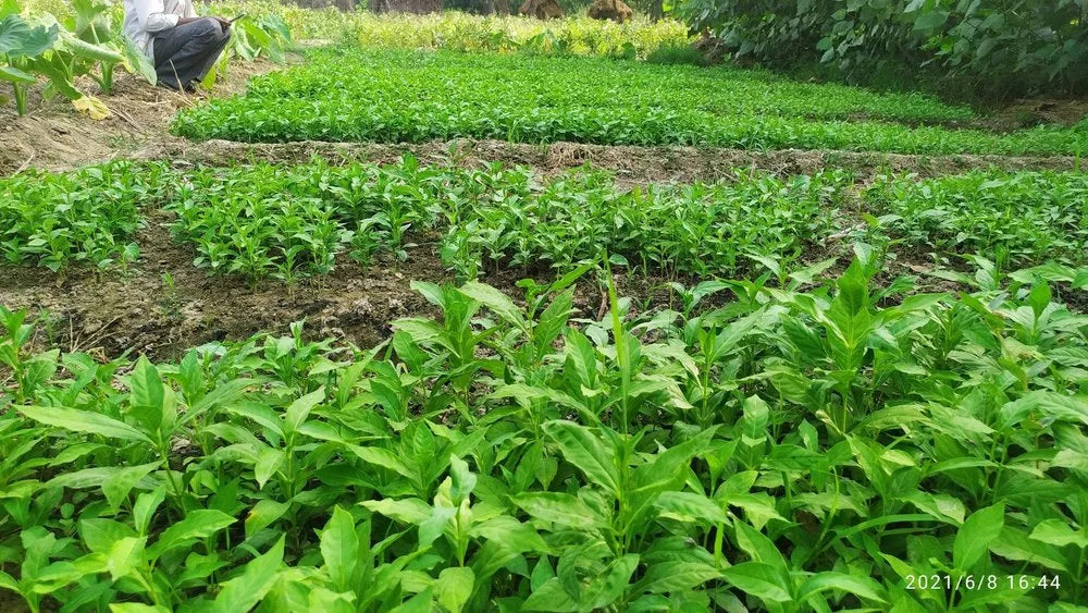 Serpentina Snake Root Sarpagandha Rauwolfia Chandrabhaga Powder And Roots Ayurvedic Herb Original